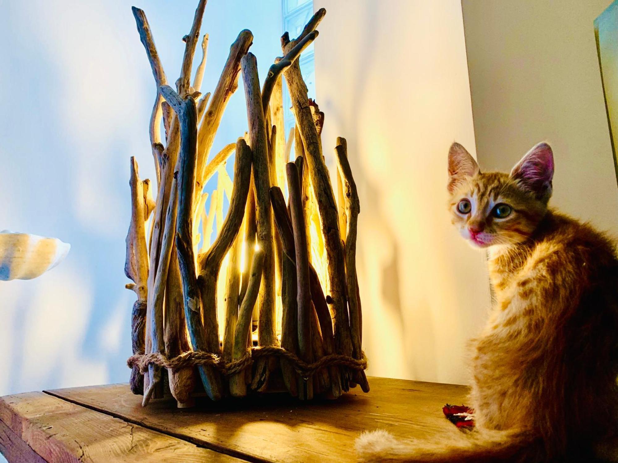 ジェノヴァ Le Stanze Del Brigante Bed & Breakfast エクステリア 写真
